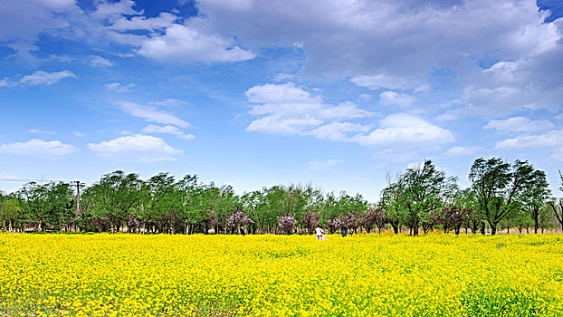 虞舜湿地公园的油菜花