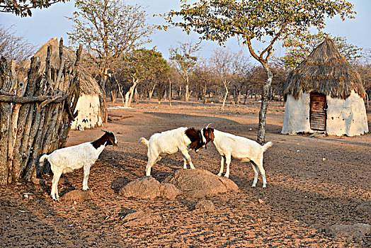 两个,山羊,争斗,辛巴族,乡村,考科韦尔德,纳米比亚,非洲