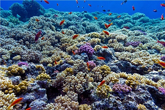 彩色,珊瑚礁,珊瑚,臀部,热带,海洋,蓝色背景,水,水下,照片