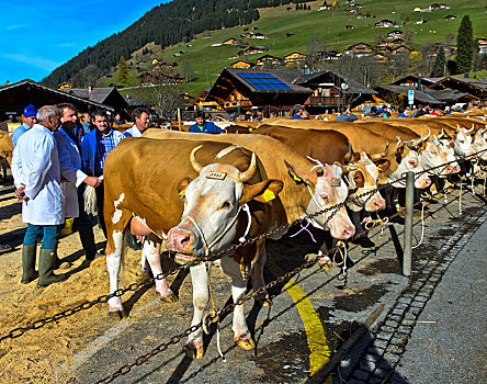 陪审团,察看,母牛,牛,展示,伯尔尼,瑞士,欧洲
