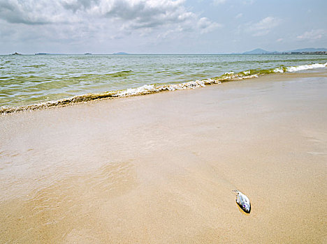 被海浪打到海滩上的小鱼