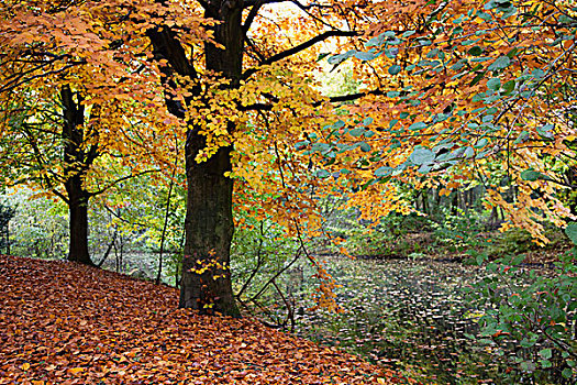 秋叶,树,水边