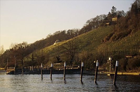葡萄园,靠近,康士坦茨湖,德国