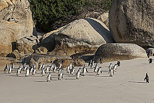 企鹅,非洲企鹅,黑足,走,海滩,漂石,西海角,城镇,南非,非洲