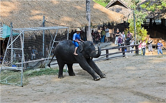 大象,表演,清迈,泰国