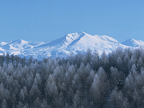 落叶松属植物,山