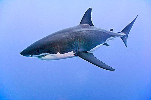 大白鲨正面图片图片