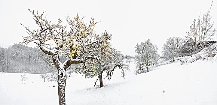 冬天,苹果树,雪景