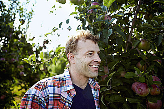 一个,男人,格子衬衫,苹果树,果园