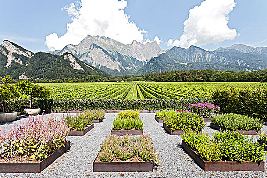 现代,花园,草坛,正面,葡萄园,山,葡萄酒厂,瑞士,欧洲