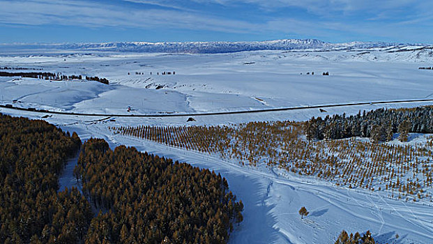 雪岭云杉点燃东天山最美秋色