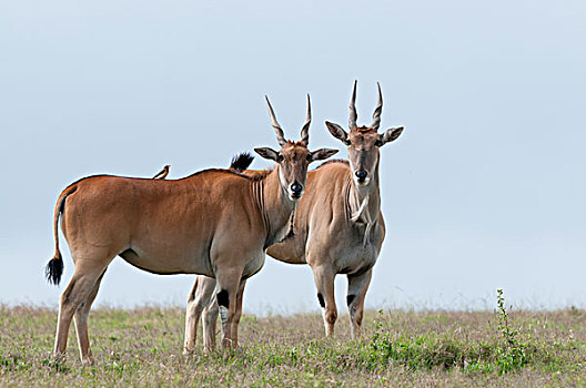 大羚羊,一对,牧场,肯尼亚