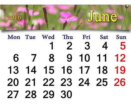日程,六月,图像,野外,康乃馨
