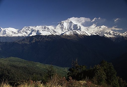树,山脉,背景,尼泊尔