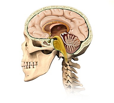 头骨,大脑,特写,侧面视角