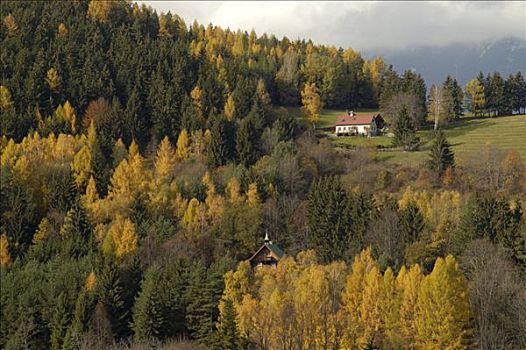 秋叶,落叶松属植物,农舍,下奥地利州