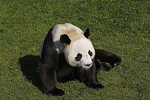 大熊猫,成年,坐