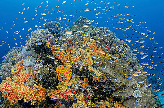 印度尼西亚,西巴布亚,四王群岛,珊瑚礁,鱼,画廊