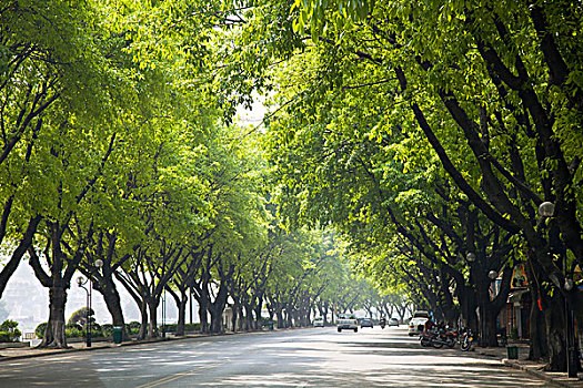 城市,道路,树木,绿化