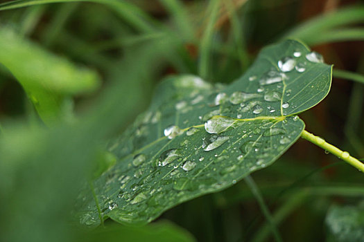 雨点打在菩提树叶上