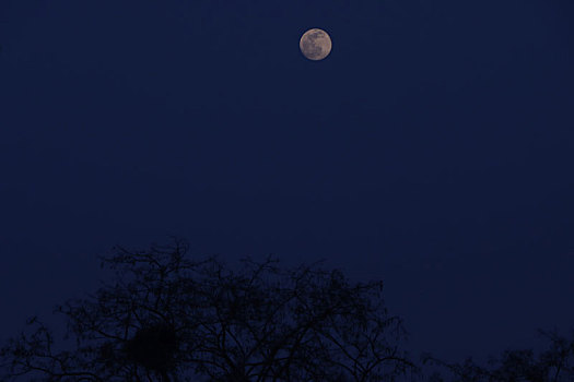 静夜圆月