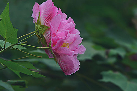 花朵