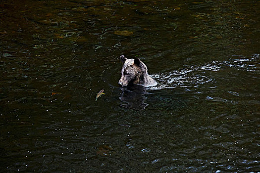 大灰熊,抓住,三文鱼,小湾,加拿大