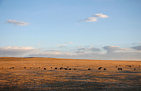 蓝天白云下的牦牛群