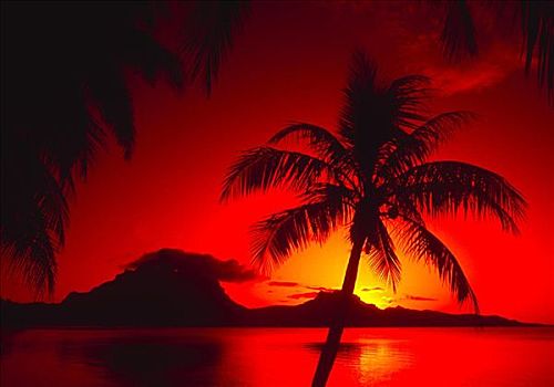棕榈树,剪影,红色,日落,反射,海洋