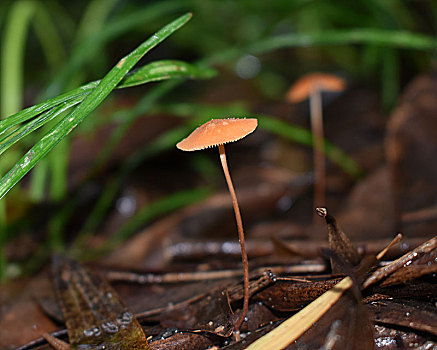 雨季