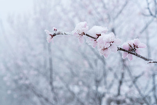 长城冰雪桃花