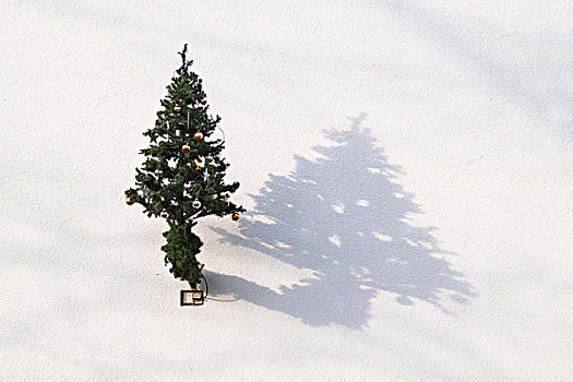 小,圣诞树