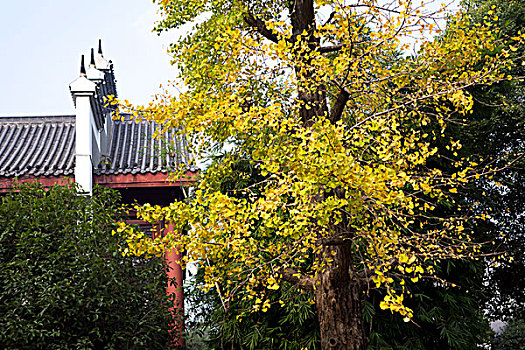 长沙岳麓山风景名胜区橘子洲景区银杏秋景