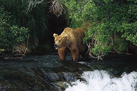 大灰熊,棕熊,捕鱼,布鲁克斯河,瀑布,卡特麦国家公园,阿拉斯加