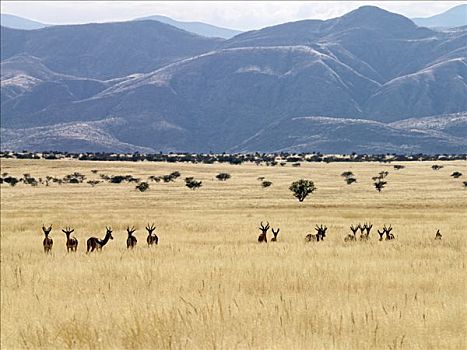 跳羚,繁盛,山谷,遥远,纳米比亚西北部,地点,自然美,干燥,罐,水,长