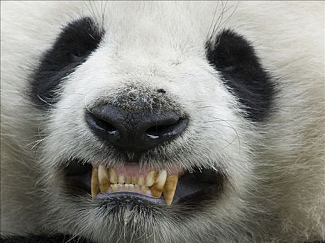 大熊猫,俘获,幼兽,牙齿,中国