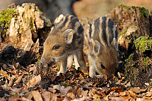 野猪,小猪,围挡,北莱茵-威斯特伐利亚,德国,欧洲