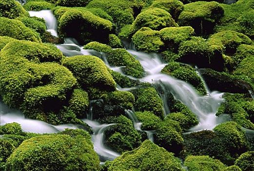 清水,下落,尤姆瓦国家森林公园,俄勒冈,美国