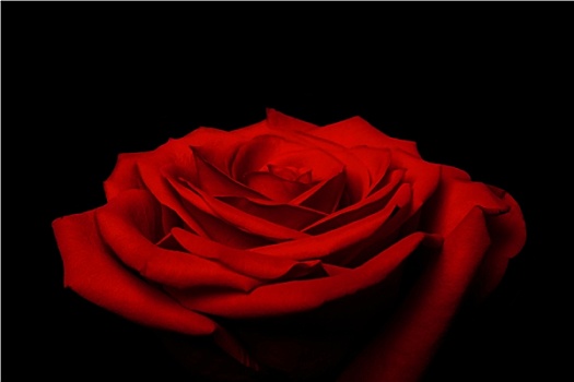 层次,喜爱,花瓣,红玫瑰