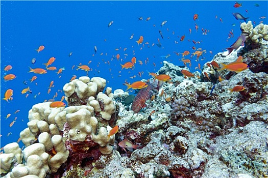 彩色,珊瑚礁,异域风情,鱼,热带
