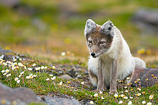 挪威,斯瓦尔巴群岛,斯匹次卑尔根岛,北极狐,苔原,盛开,野花