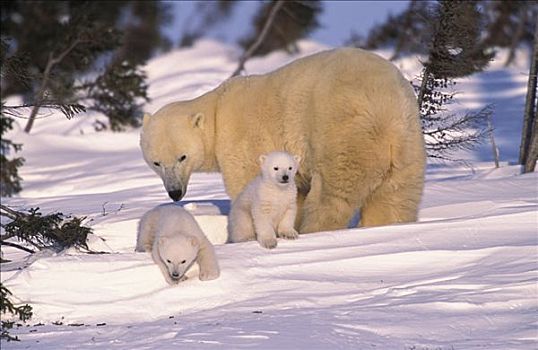 北极熊,幼兽,瓦普斯克国家公园,加拿大,冬天