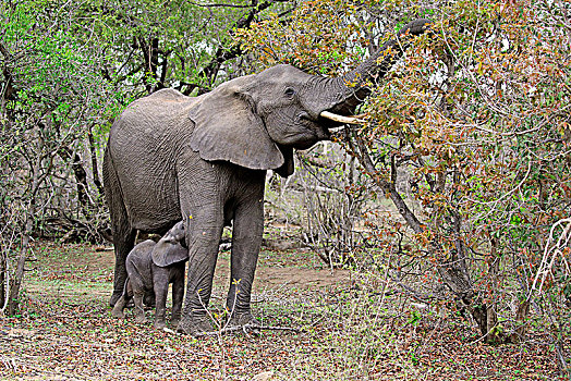 非洲象,成年,大象,母牛,小动物,喂食,觅食,克鲁格国家公园,南非,非洲
