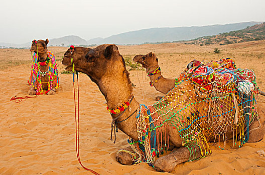 装饰,骆驼,普什卡,拉贾斯坦邦,印度