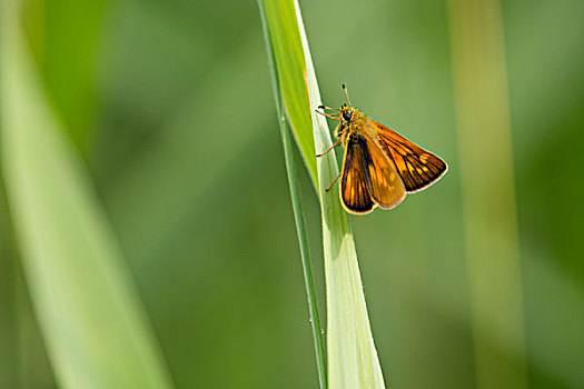 大弄蝶,图林根州,德国,欧洲