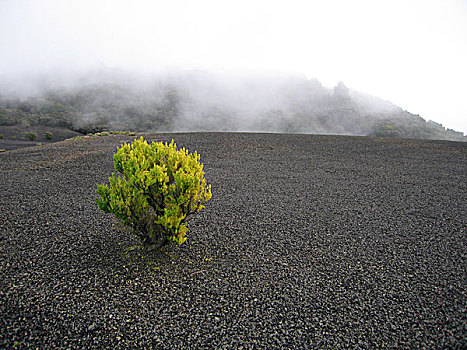 秃头,风景,灌木