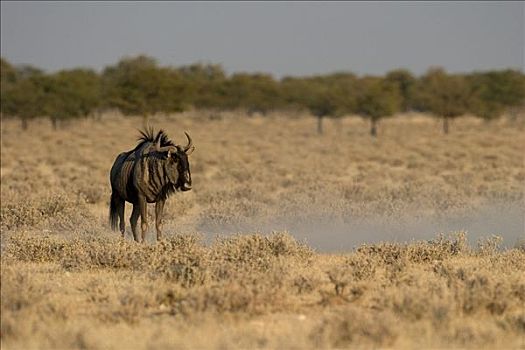蓝角马,角马,埃托沙国家公园,纳米比亚