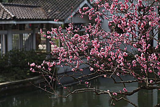 梅花,花朵,梅园,春天,报春