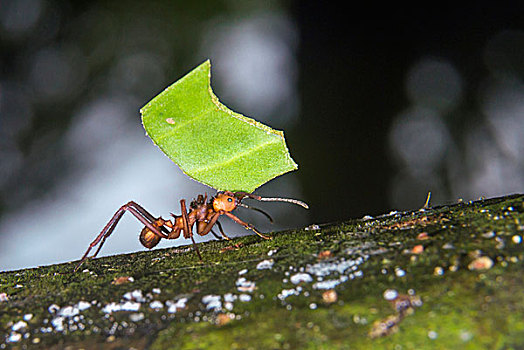 切叶蚁,叶子,国家级保护区,河,亚马逊河,区域,秘鲁,南美