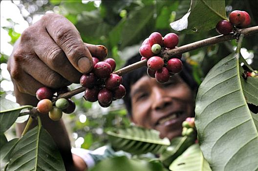 农民,收获,咖啡,生态,培育,玻利维亚,南美